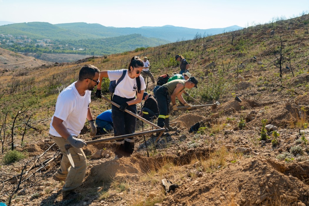 ΦΥΤΕΨΕ ΕΝΑ ΔΕΝΤΡΟ